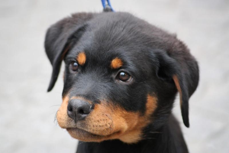 cute rottweiler puppy face imagejpg 23 comments Hi Res 720p HD