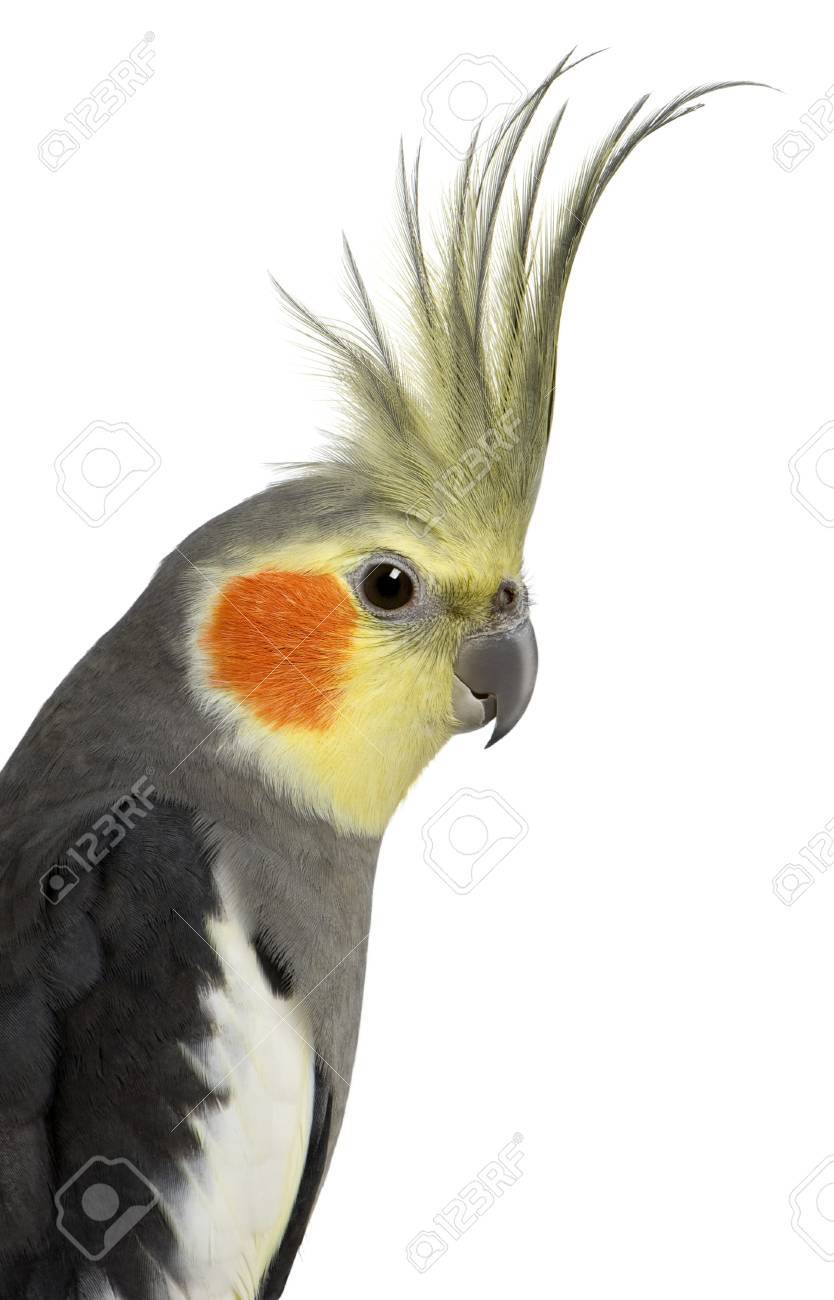 Cockatiel Nymphicus Hollandicus In Front Of White Background