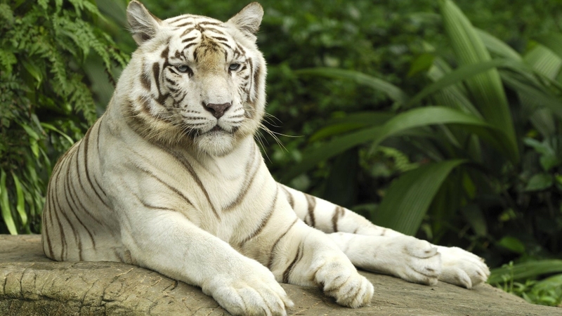Forest Nature Animals Tigers White Tiger Wallpaper