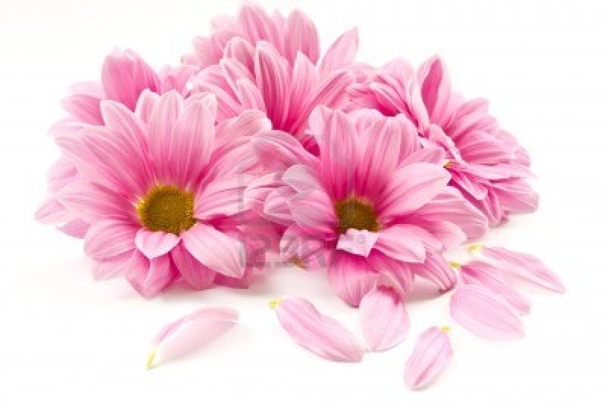 Pink Flower White Background images