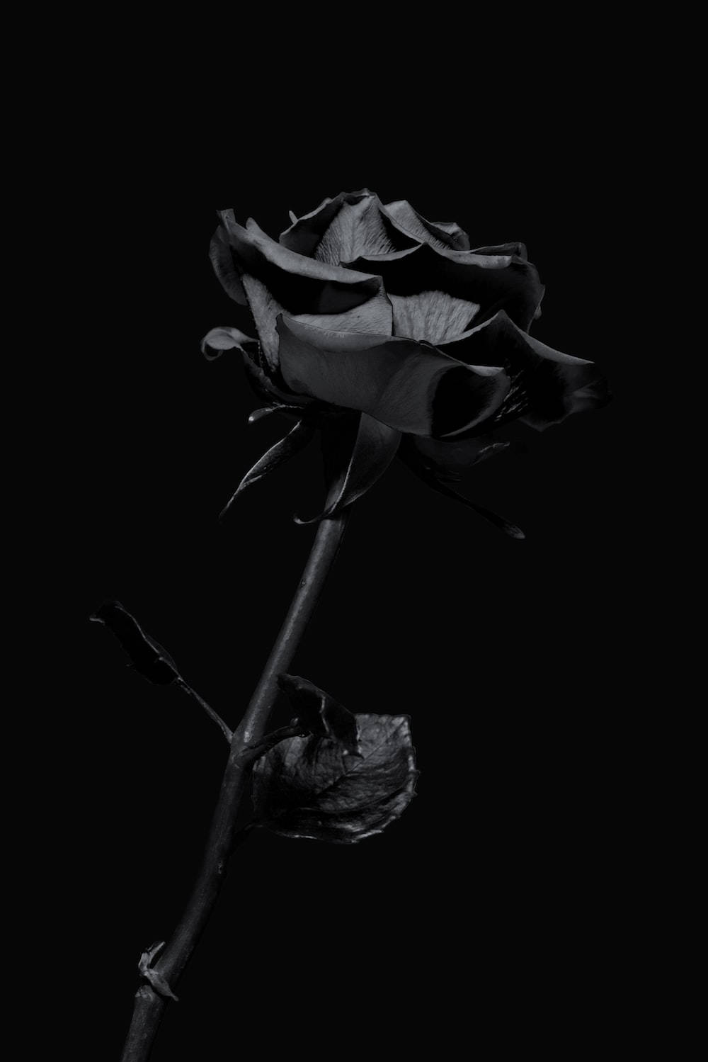 Black Aesthetic iPhone Wallpaper