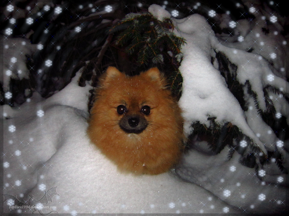 Merry Christmas From Sora The Pomeranian By Sapphiresenthiss On
