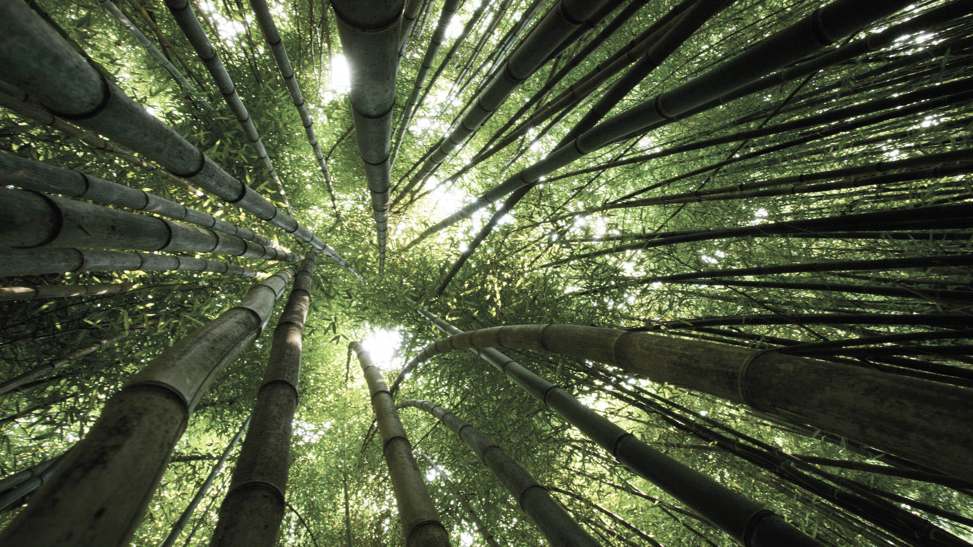 Bamboo New HD Wallpaper High Quality All