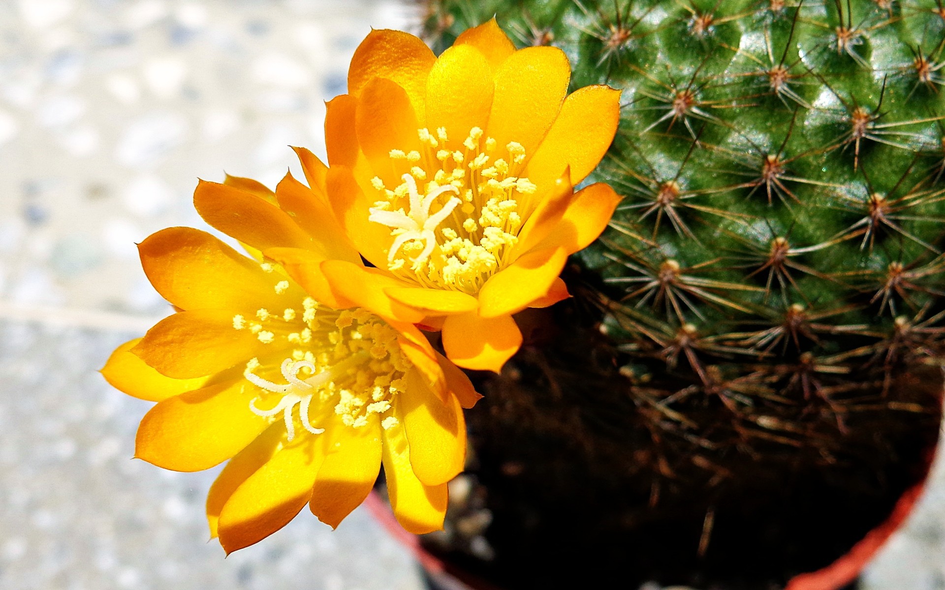 Flower Of The Cactus Wallpaper And Image Pictures