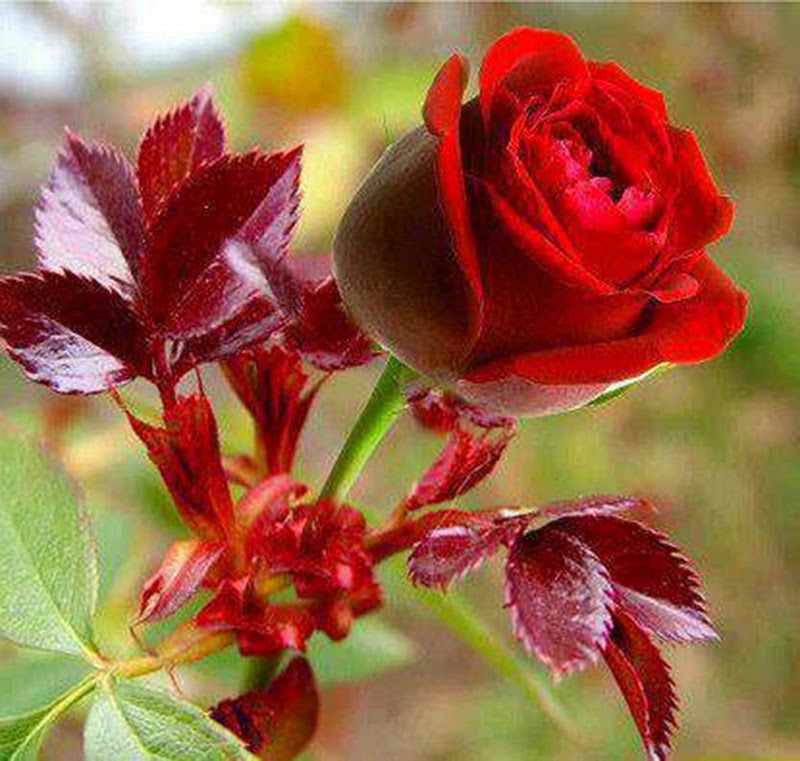 Most Beautiful Lovely Rose Flowers Image Wallpaper Online
