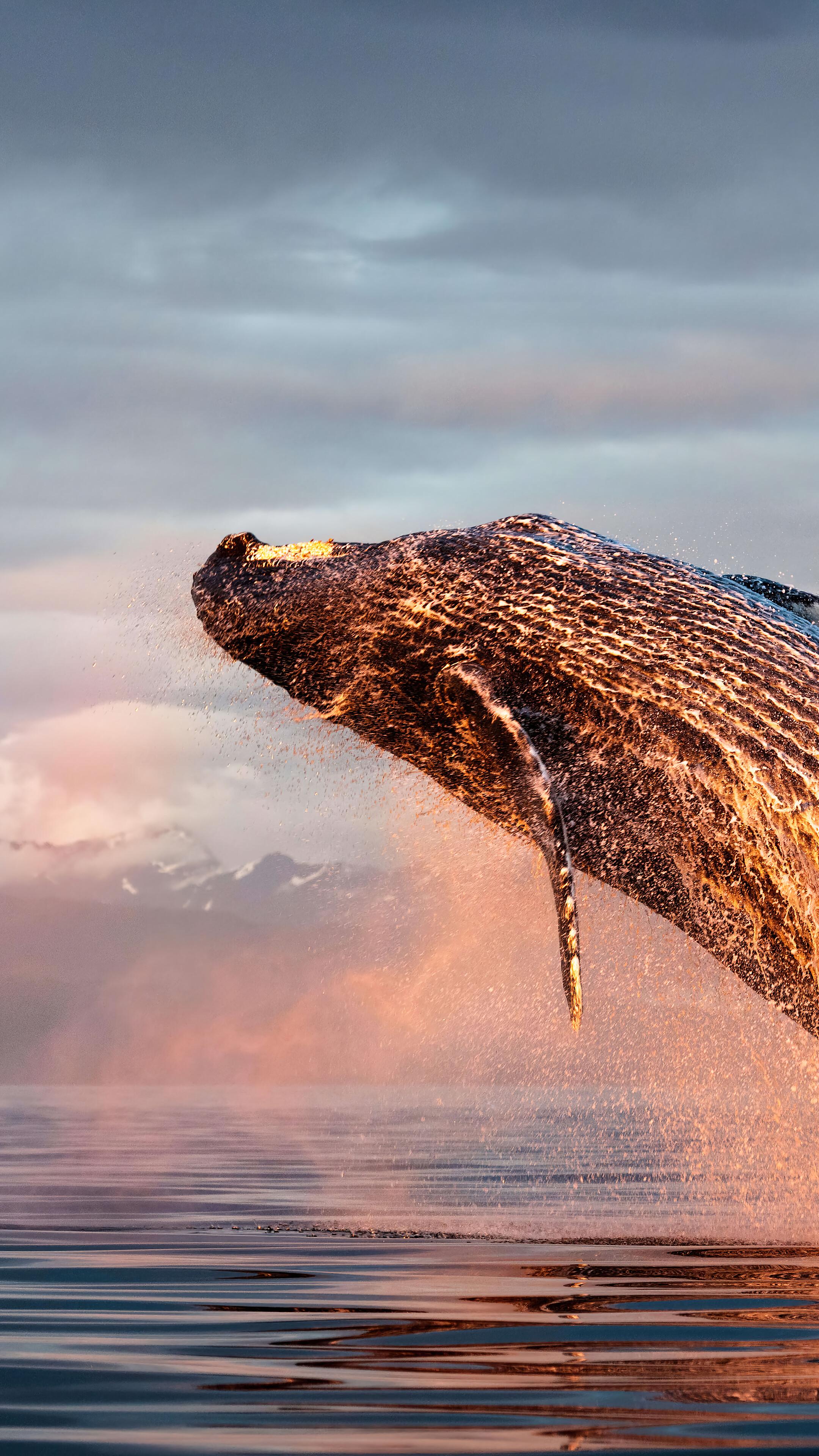 Free download Humpback Whale Ocean 4K Wallpaper iPhone HD Phone 2700f ...