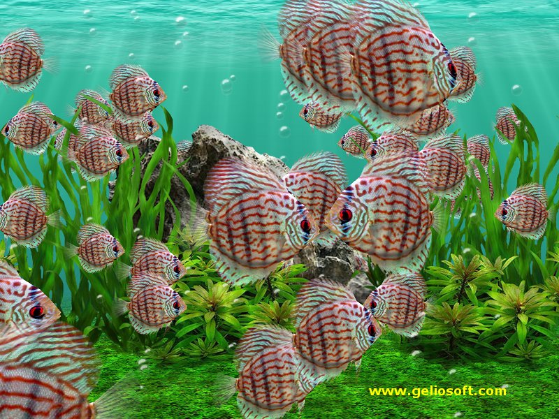 🔥 50 Fish Desktop Wallpaper Moving Wallpapersafari