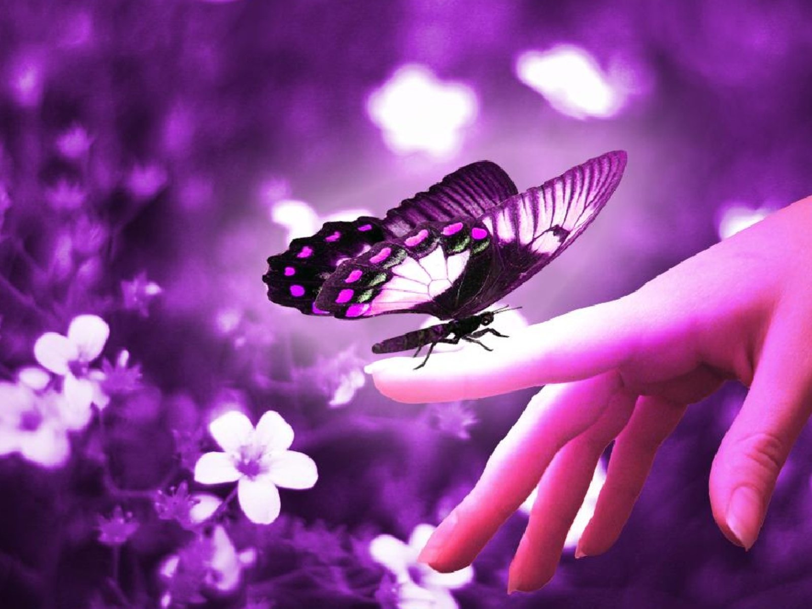 WnP Wallpapers Pictures Butterfly purple Flowers Wallpapers