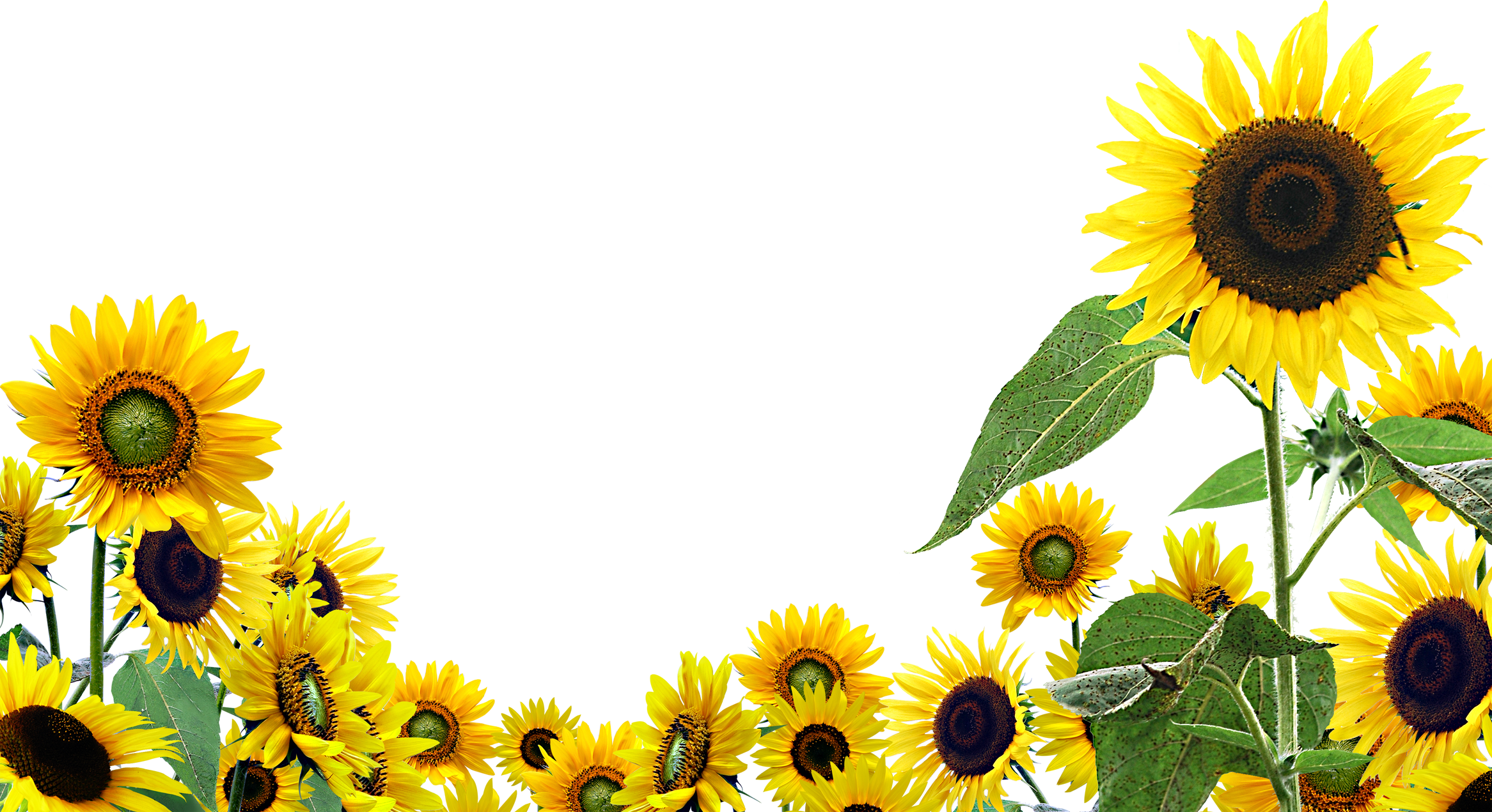 Sunflower Flower Png Transparent Image Clipart