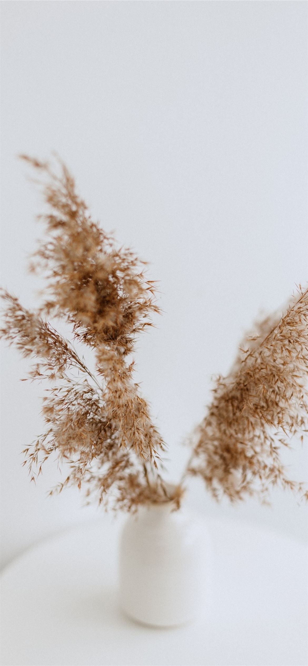 Brown Decorative Plant In White Vase iPhone Wallpaper