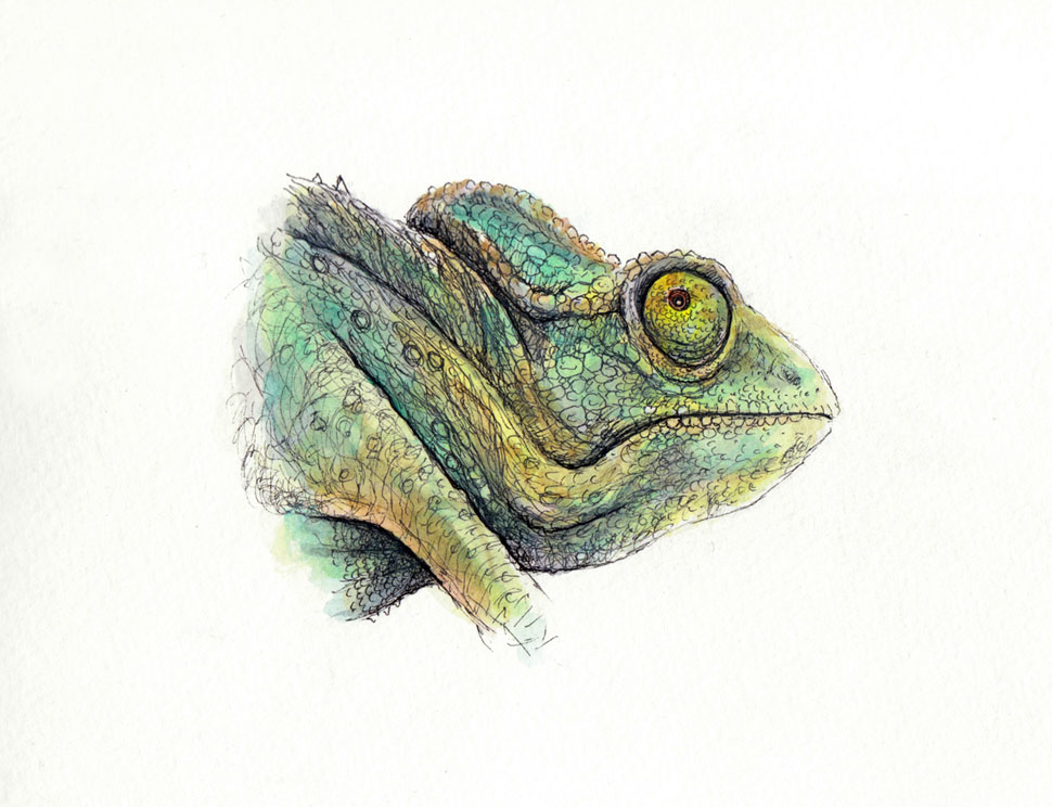 Veiled Chameleon Wallpaper By Jennrosefx
