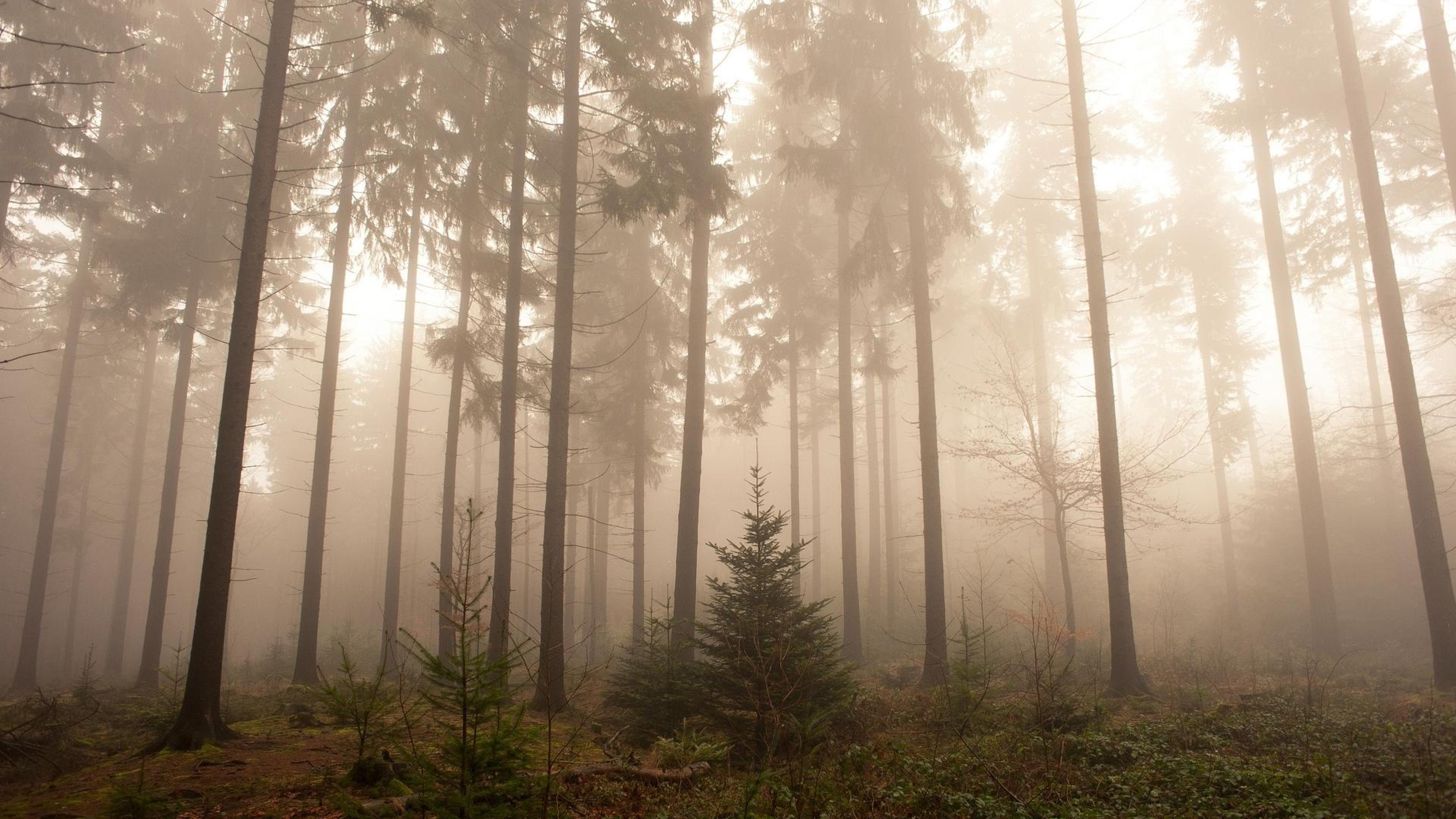 Foggy Forest Wallpaper HD