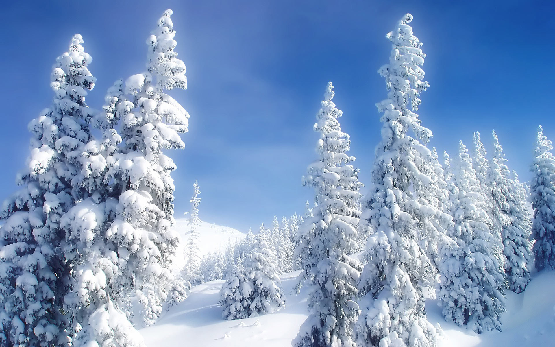 Snowy Fir Trees Wallpaper