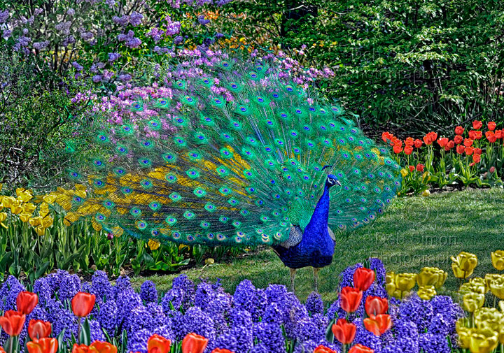 Beautiful Peacock Wallpaper HD 2u
