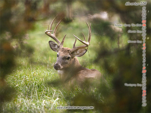 Whitetail Deer Hunting And Fishing Hog Turkey HD Wallpaper