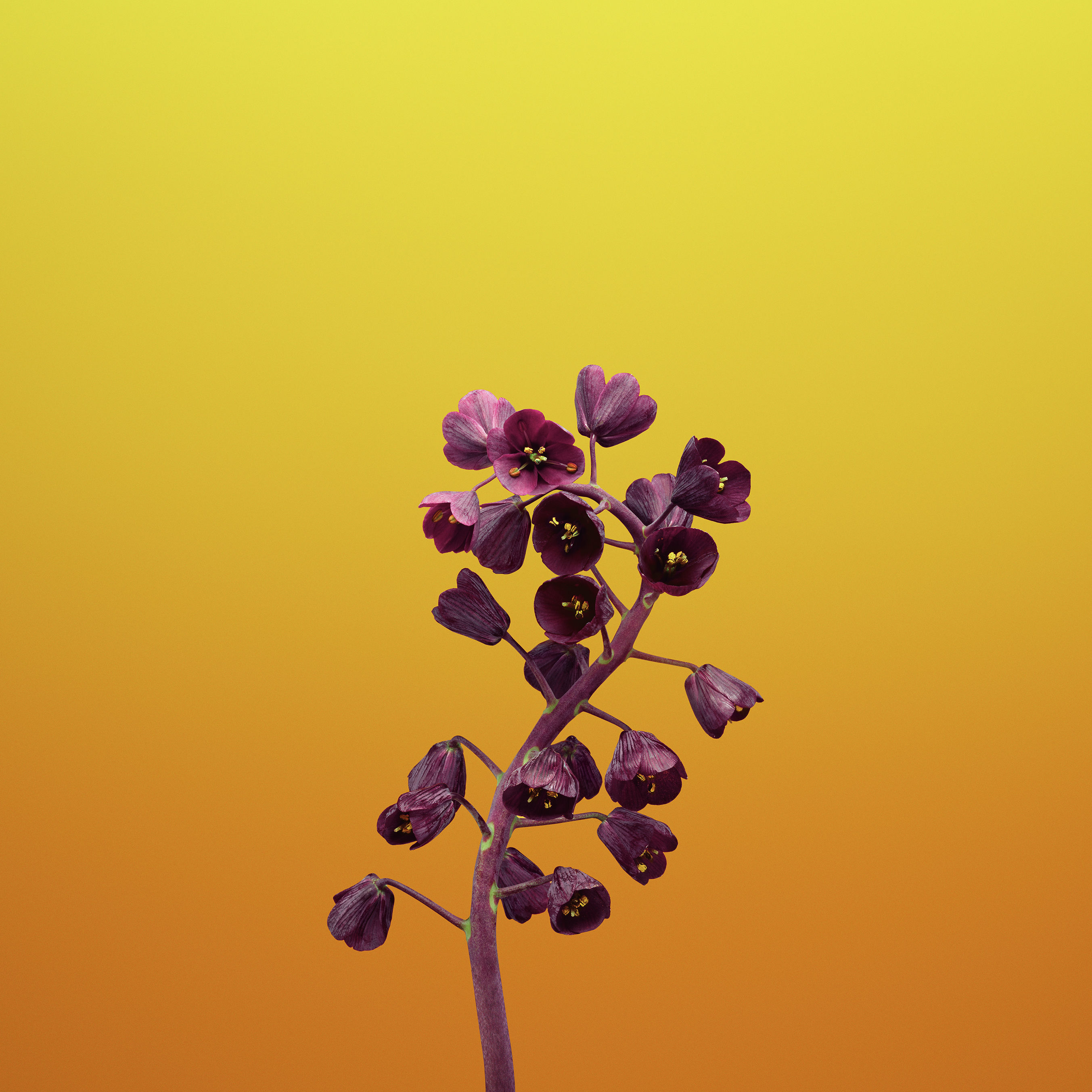 Apple Iphone Wallpaper Flowers