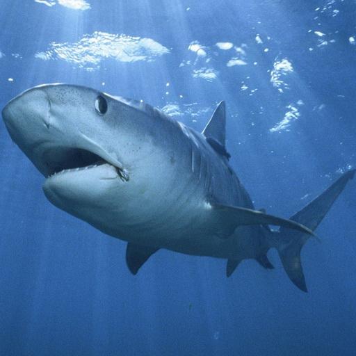 Hungry Shark Live Wallpaper Screenshot