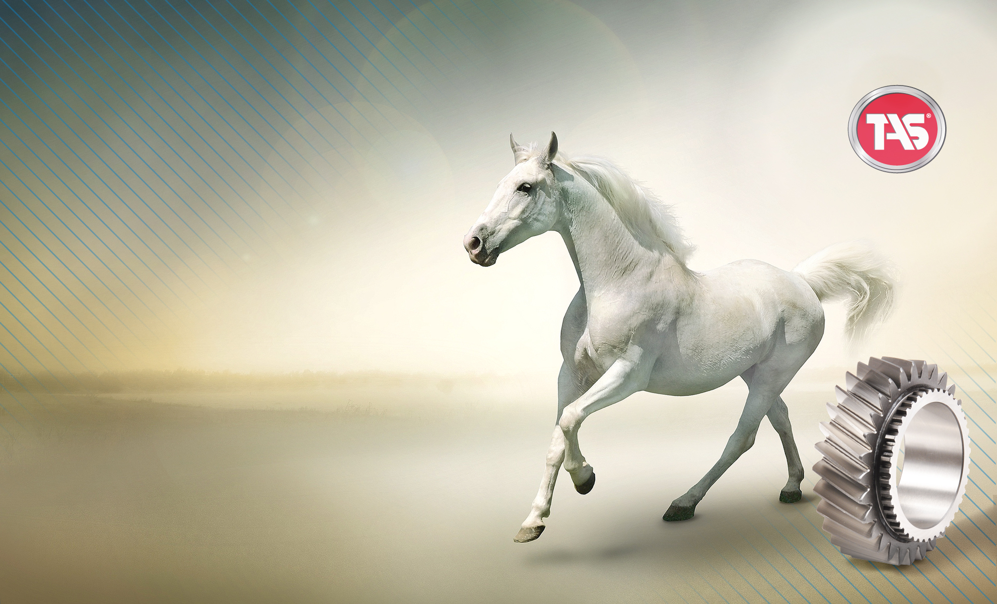 Arabian Horse Wallpaper Desktop Tas