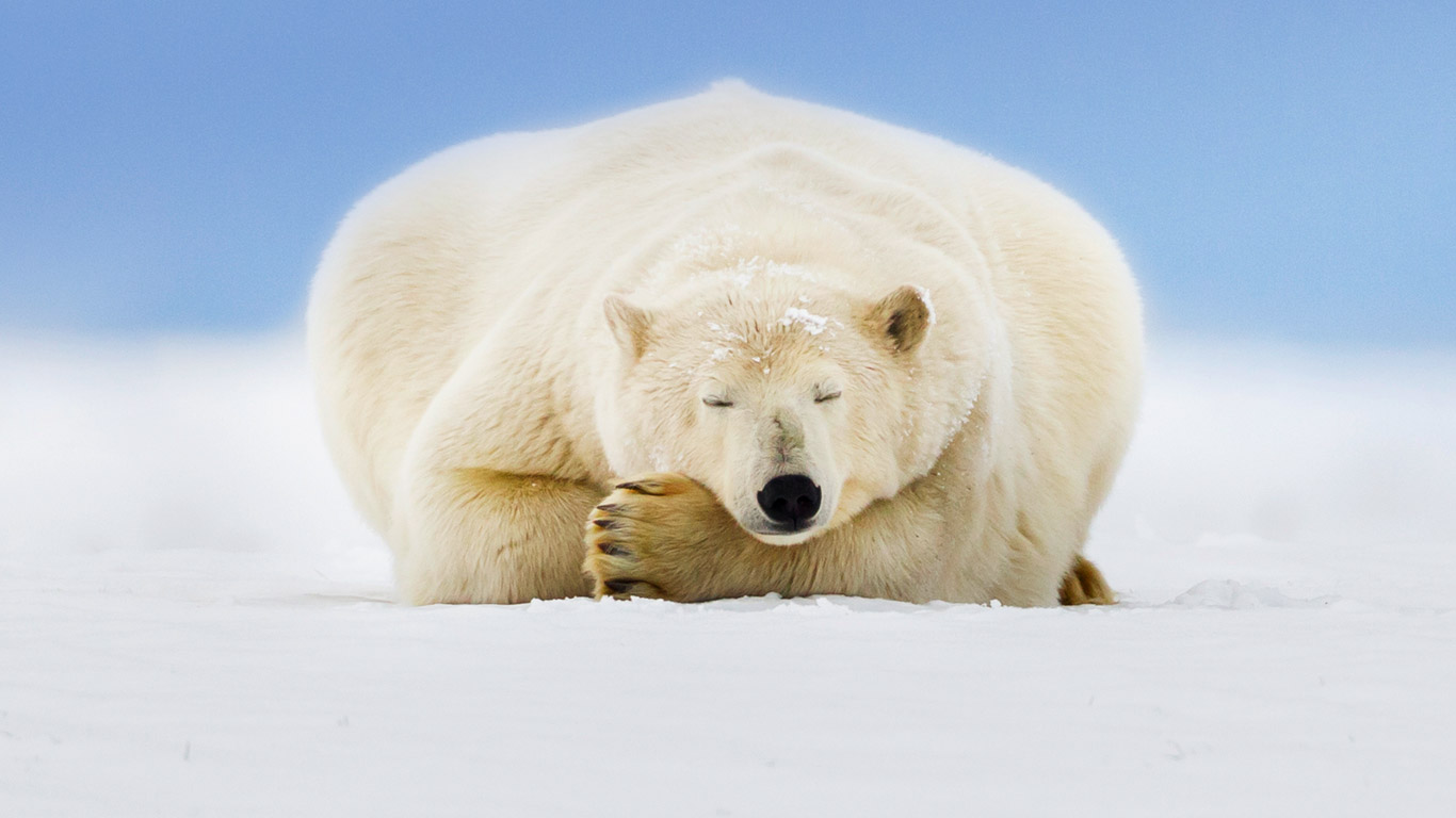 Polar Bear On A Barrier Island In The Beaufort Sea Arctic National