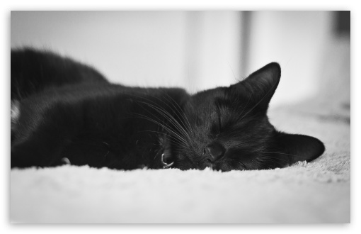 Black Cat HD Desktop Wallpaper Widescreen High Definition
