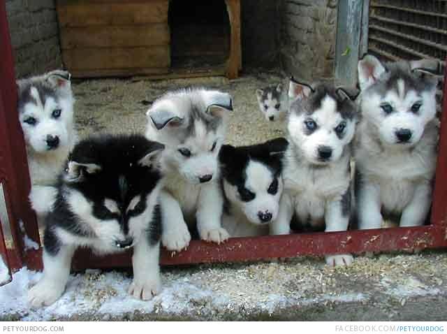 Bunch Of Cute Alaskan Husky Has Sat Together Puppies