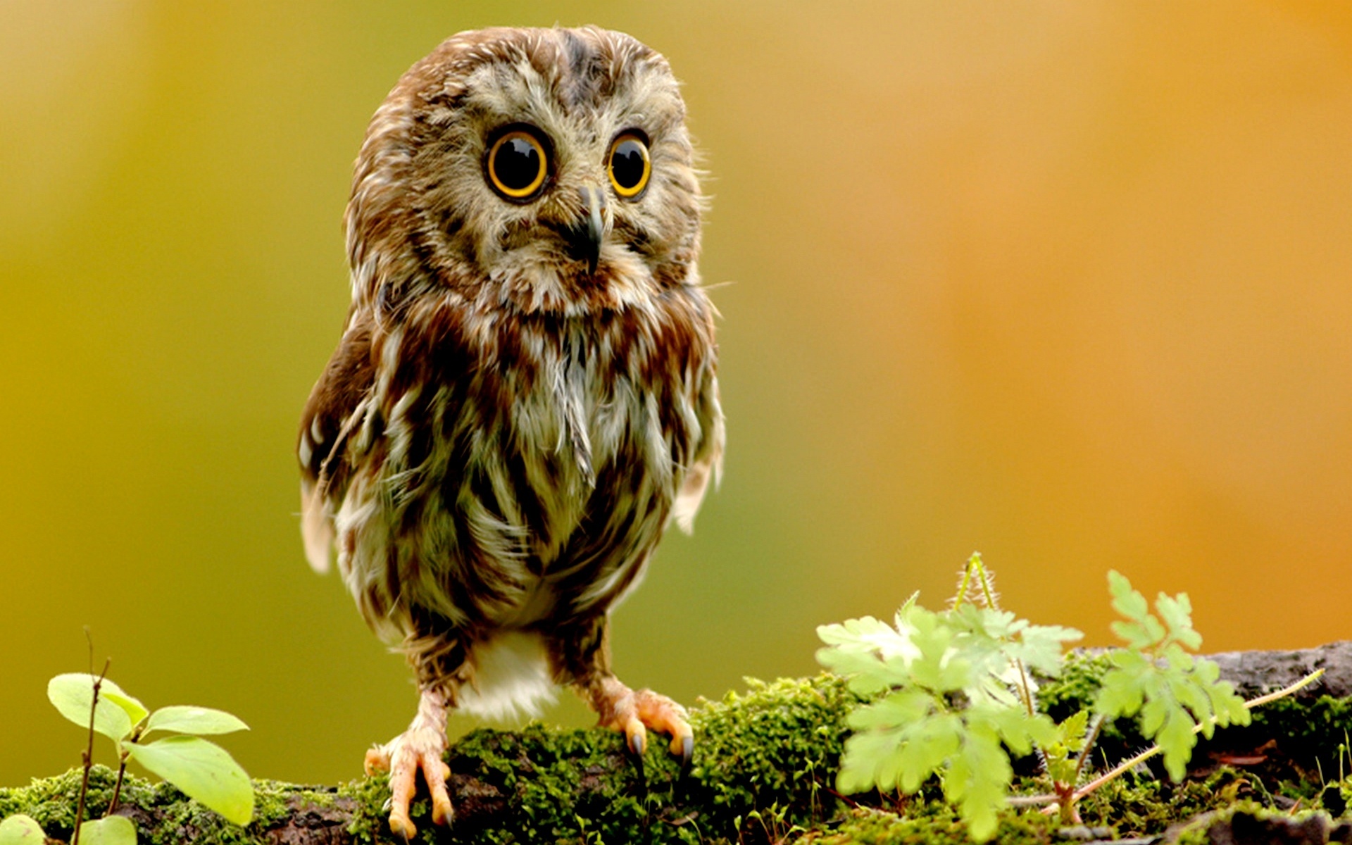 Owl Wallpaper Animals Owlet Small