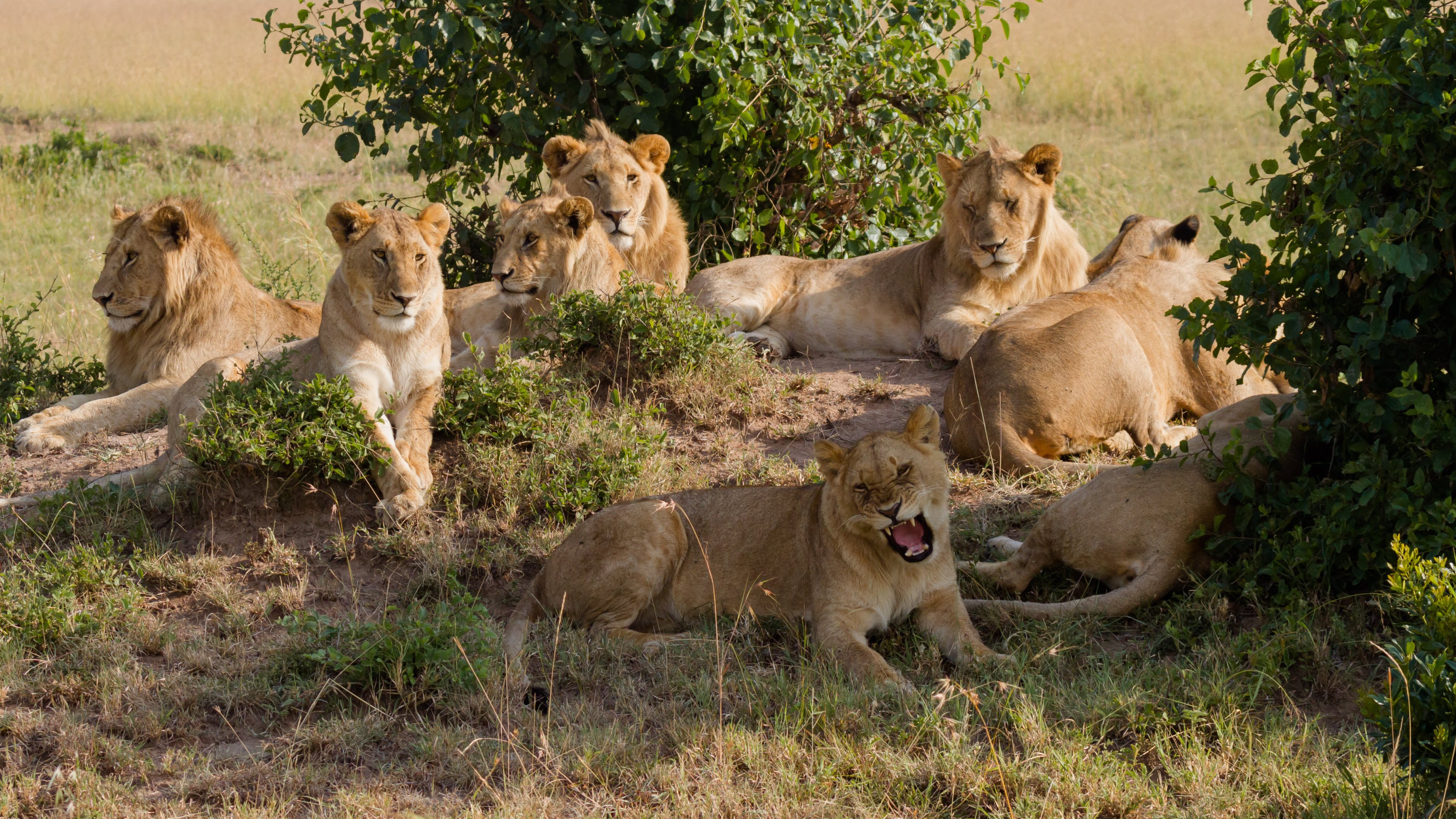 A pride of lions resting in the African savanna