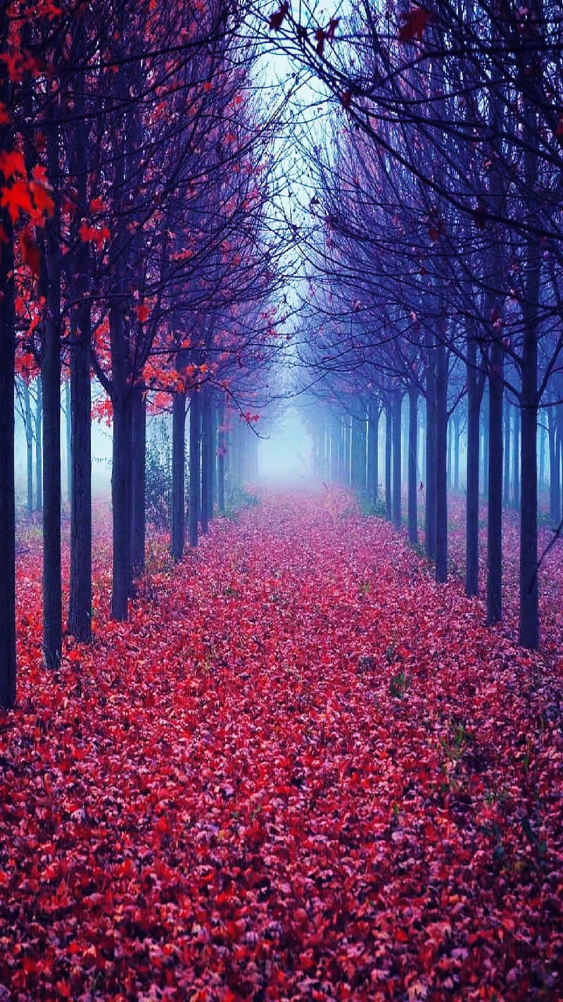 Red Forest Wallpaper