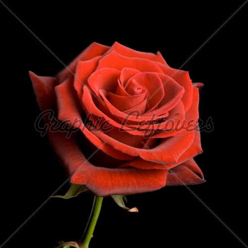Red Rose On Black Background Gl Stock Image