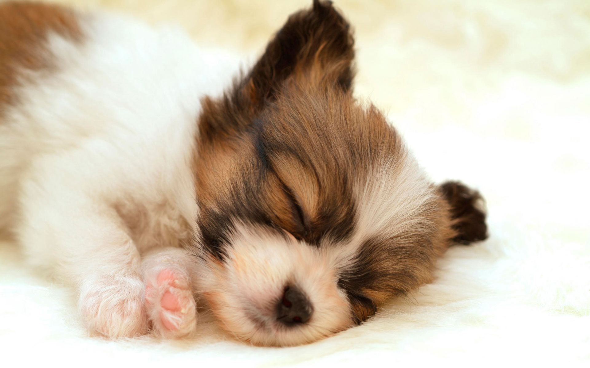Papillon Puppy Wallpapers HD Wallpapers 1920x1200