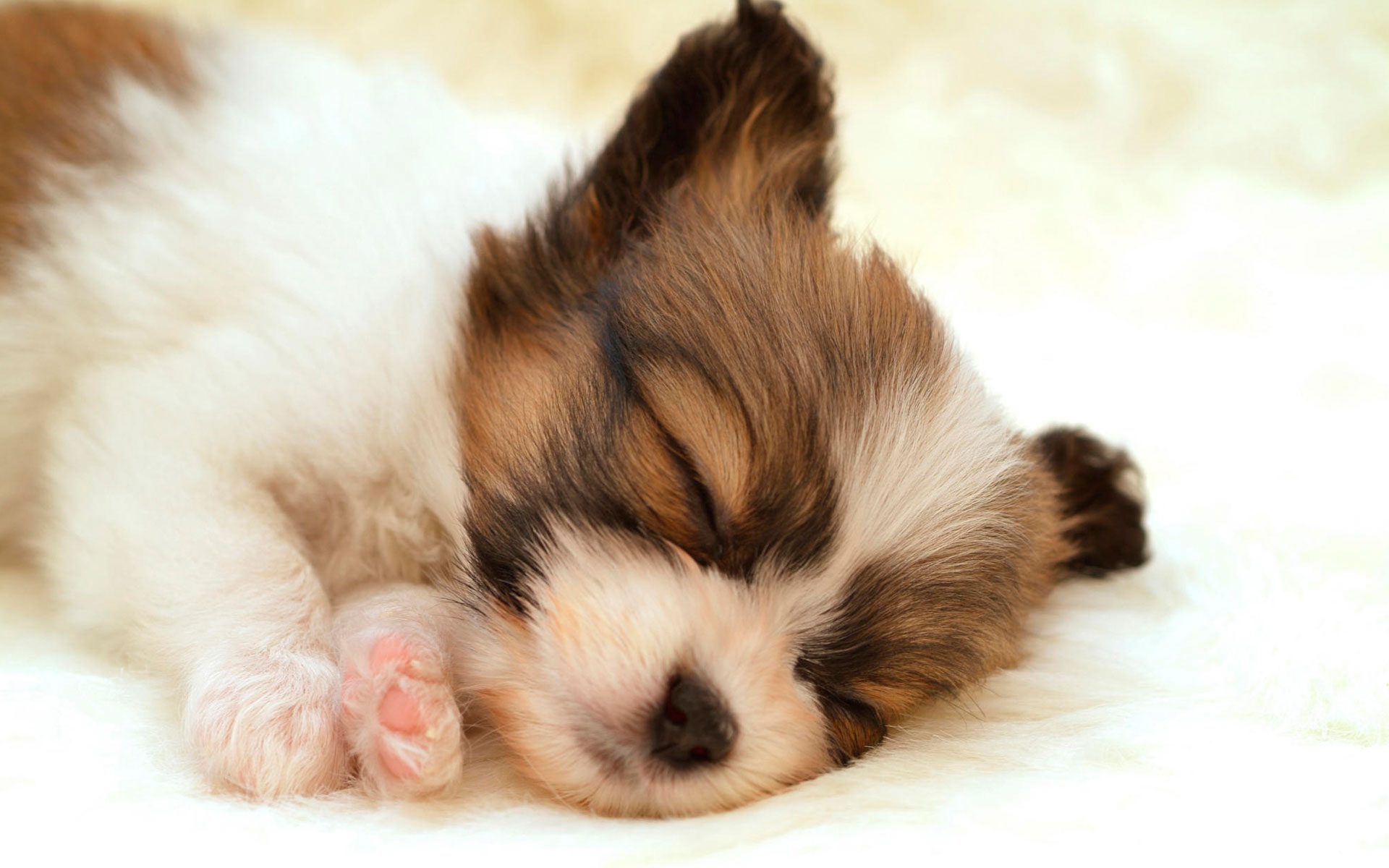 Papillon Puppy Wallpaper HD