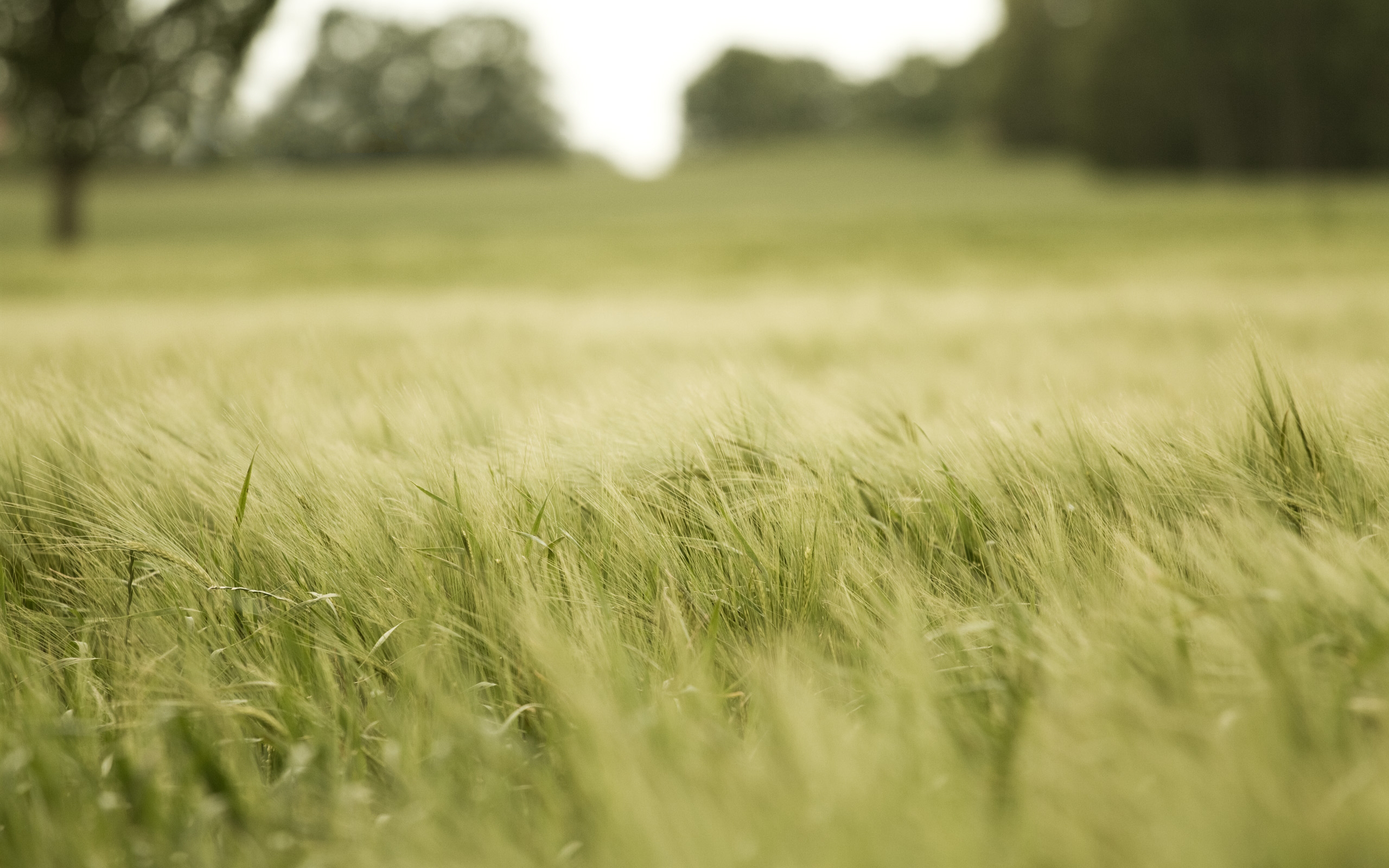 Field Wallpaper HD