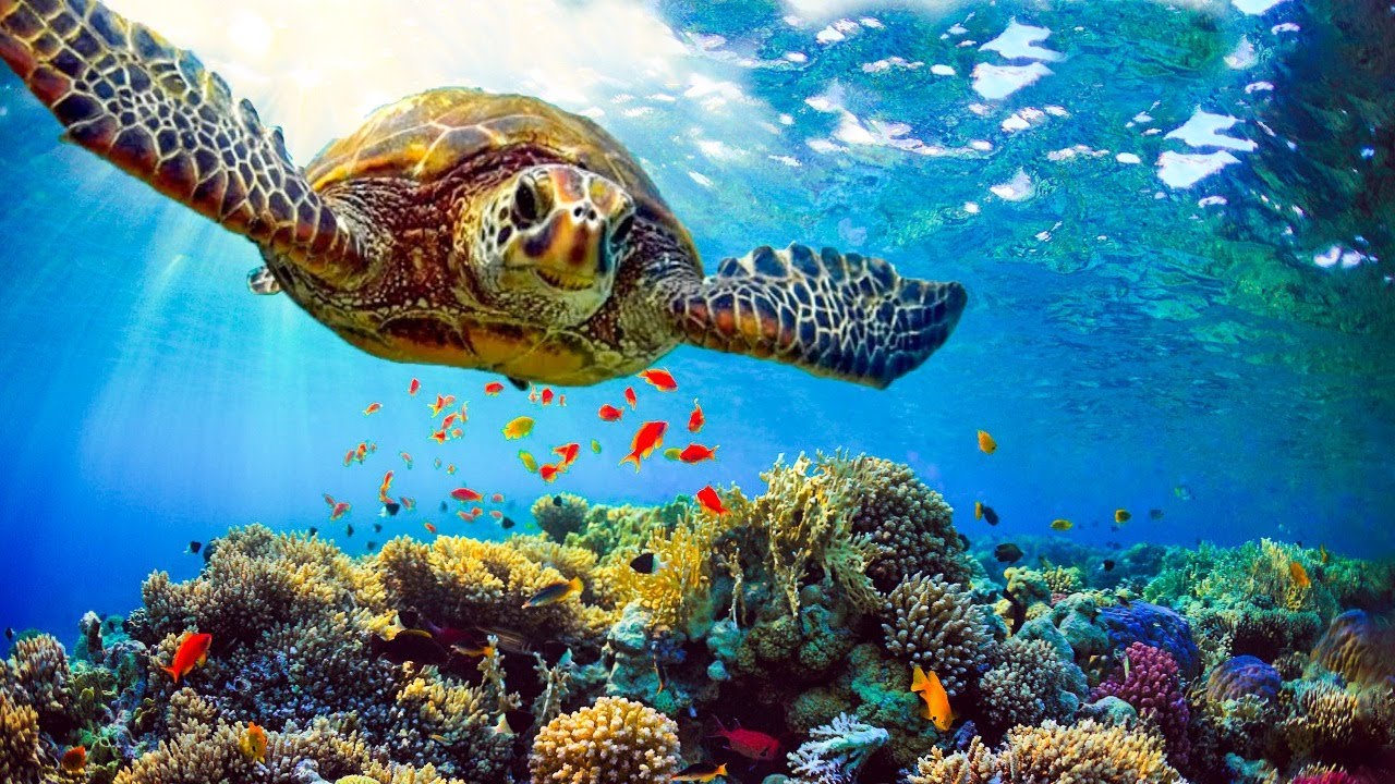 Hrs Of 4k Turtle Paradise Undersea Nature Relaxation Film