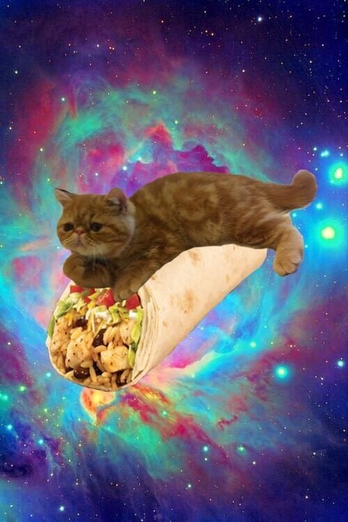 Cat Riding Spaces Burritos Tacos Pictures