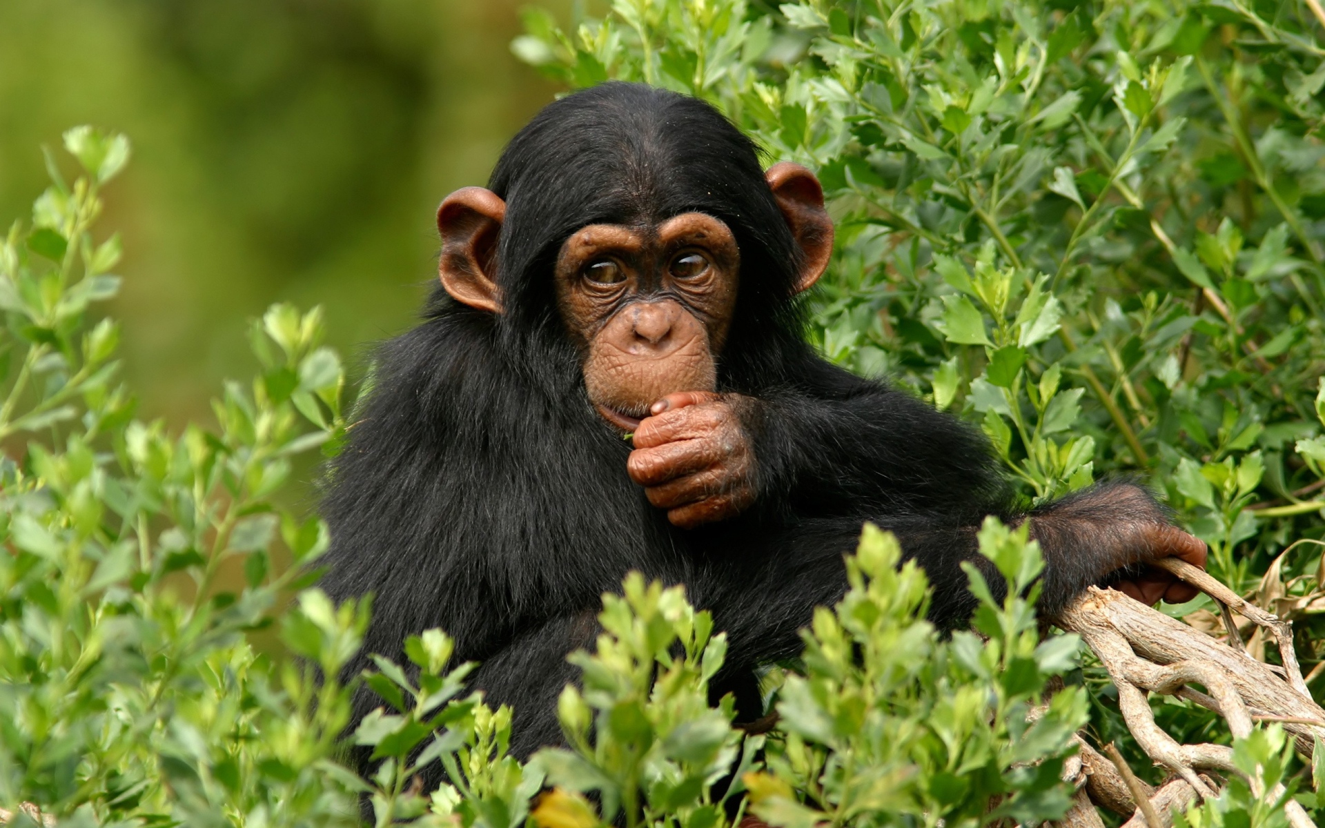 Chimpanzee Wallpaper Image Group