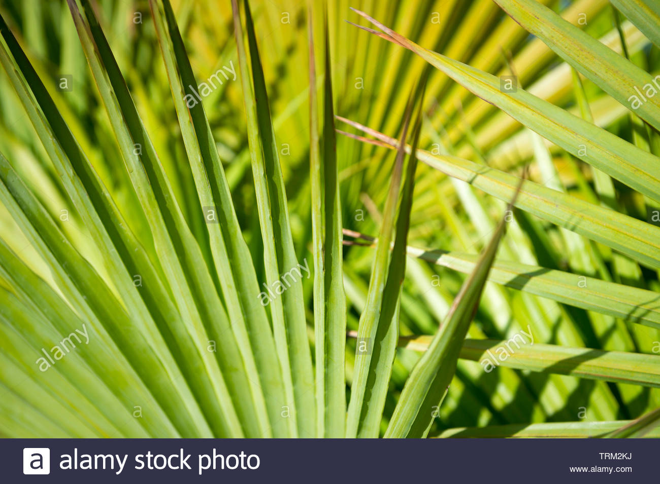 Bright Natural Background Of Green Saw Palmetto Fan Palm Fronds In