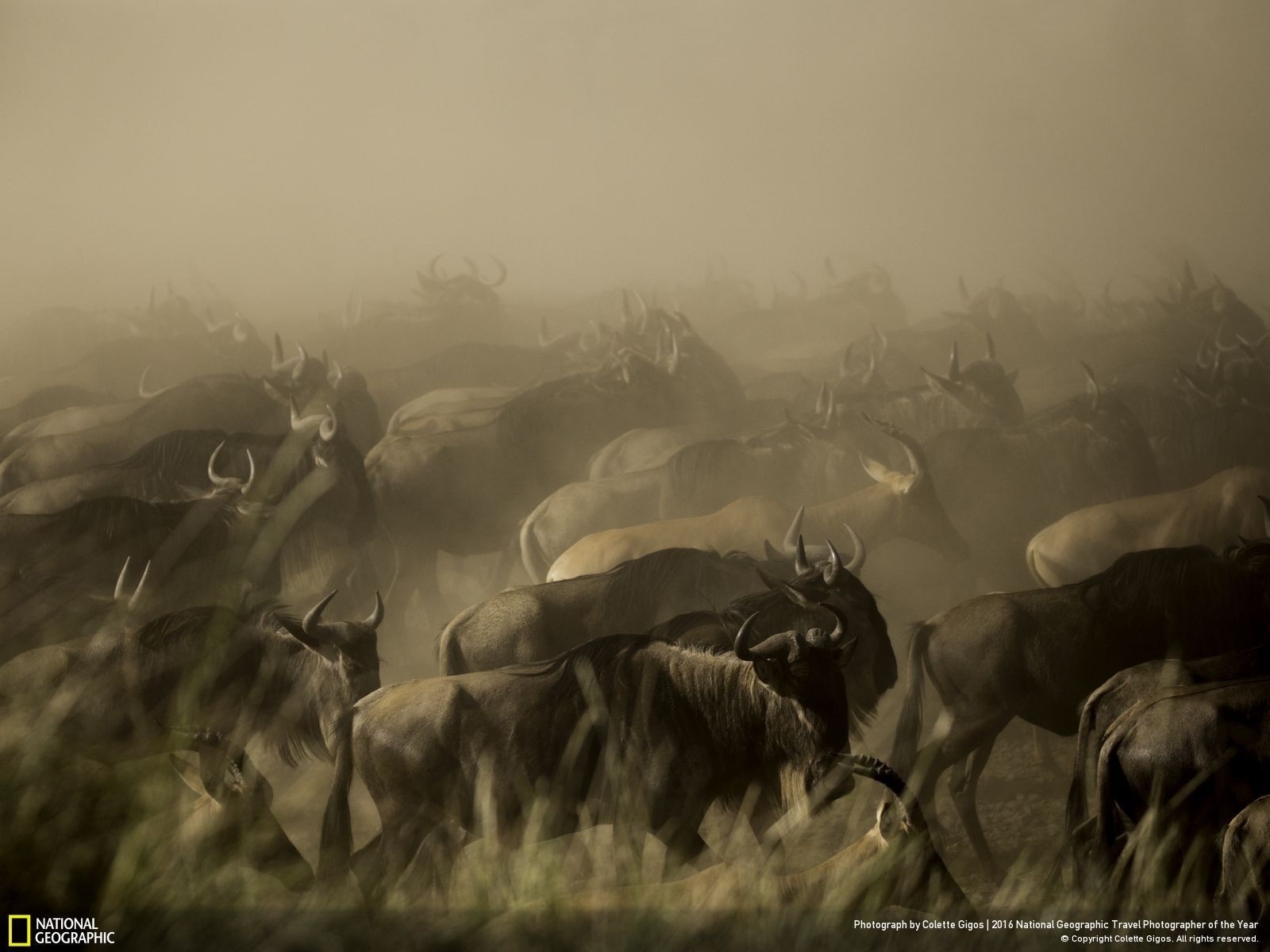 A large herd of wildebeest migrating through a dusty landscape in the African savanna