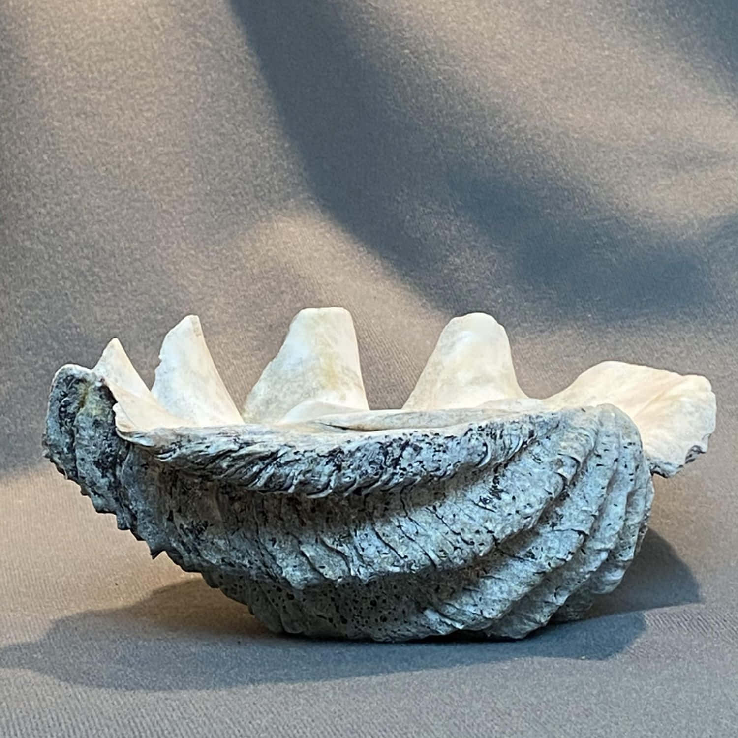 Clam Shell Wallpaper