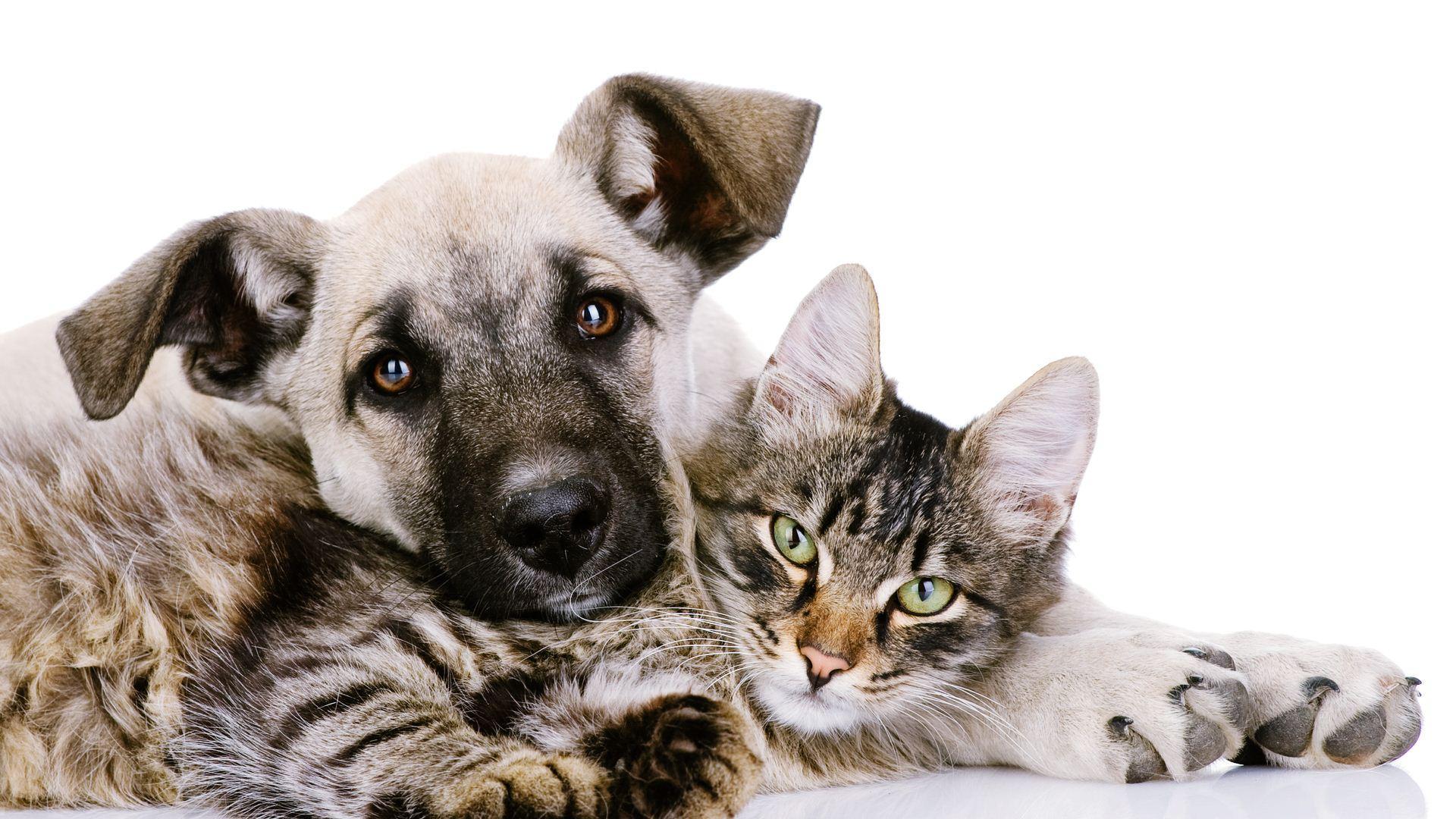 🔥 Download Cats And Dogs Wallpaper by cpayne65 Cat And Dog Wallpaper