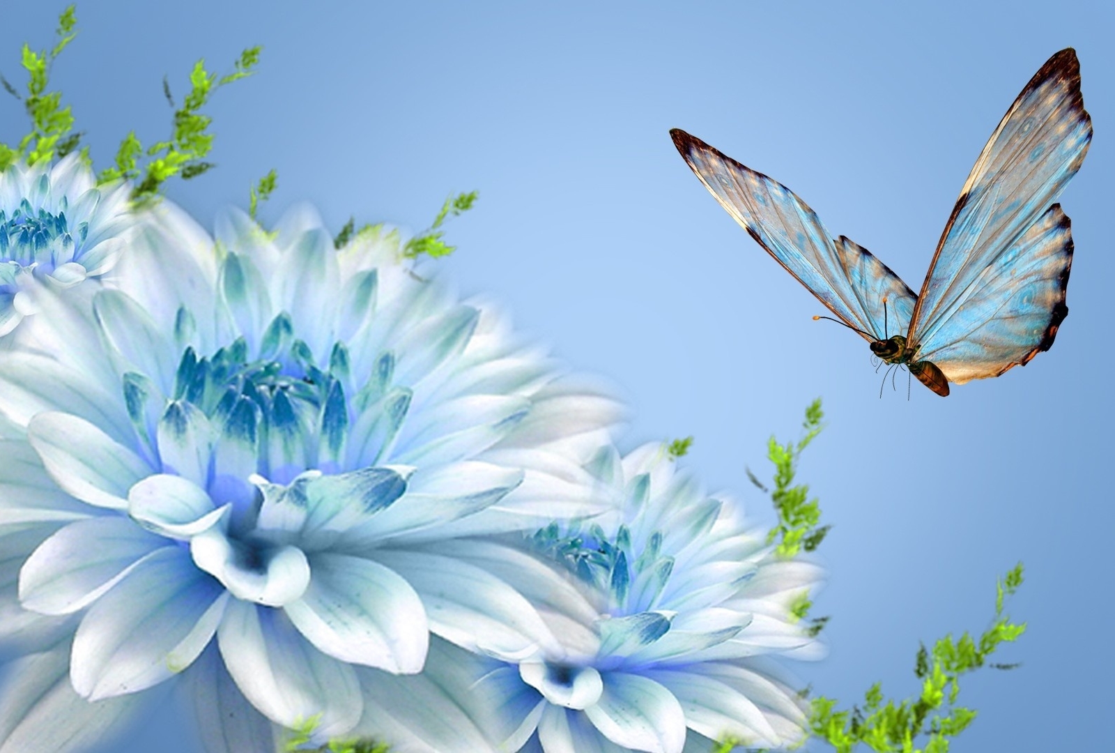 Butterfly Flower Nature 2521 Wallpaper Wallpaper hd 1600x1080