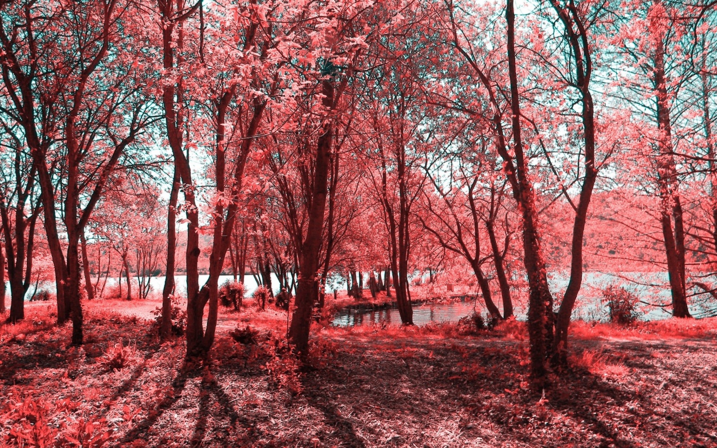 Windows Background Surface Infrared Forest Wallpaper X