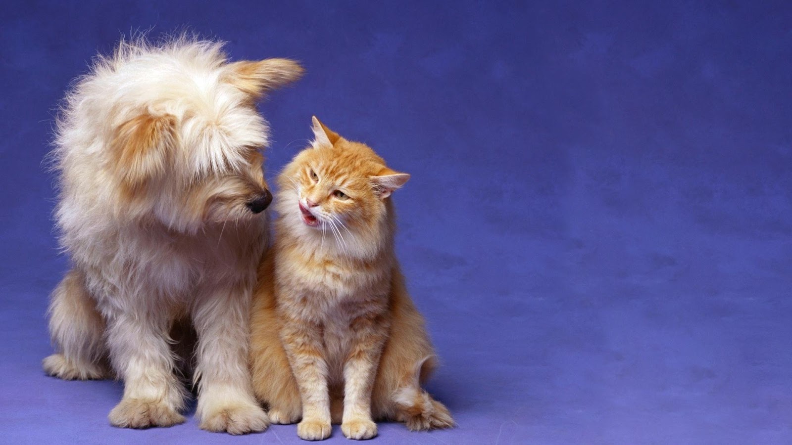 Cat And Dog Love Animal HD Wallpaper 1080p Natural