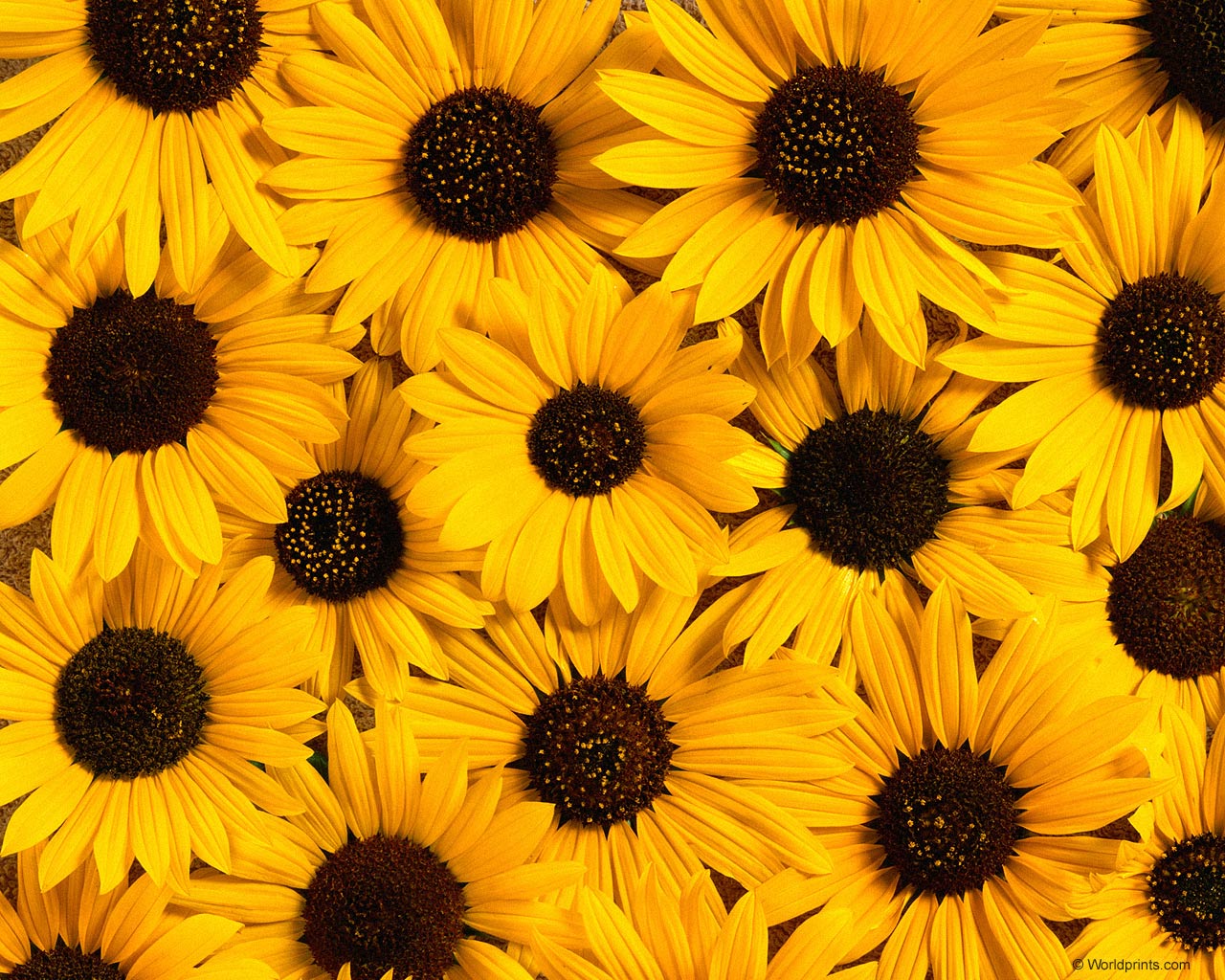 Page 3  Sunflower Wallpaper Images  Free Download on Freepik