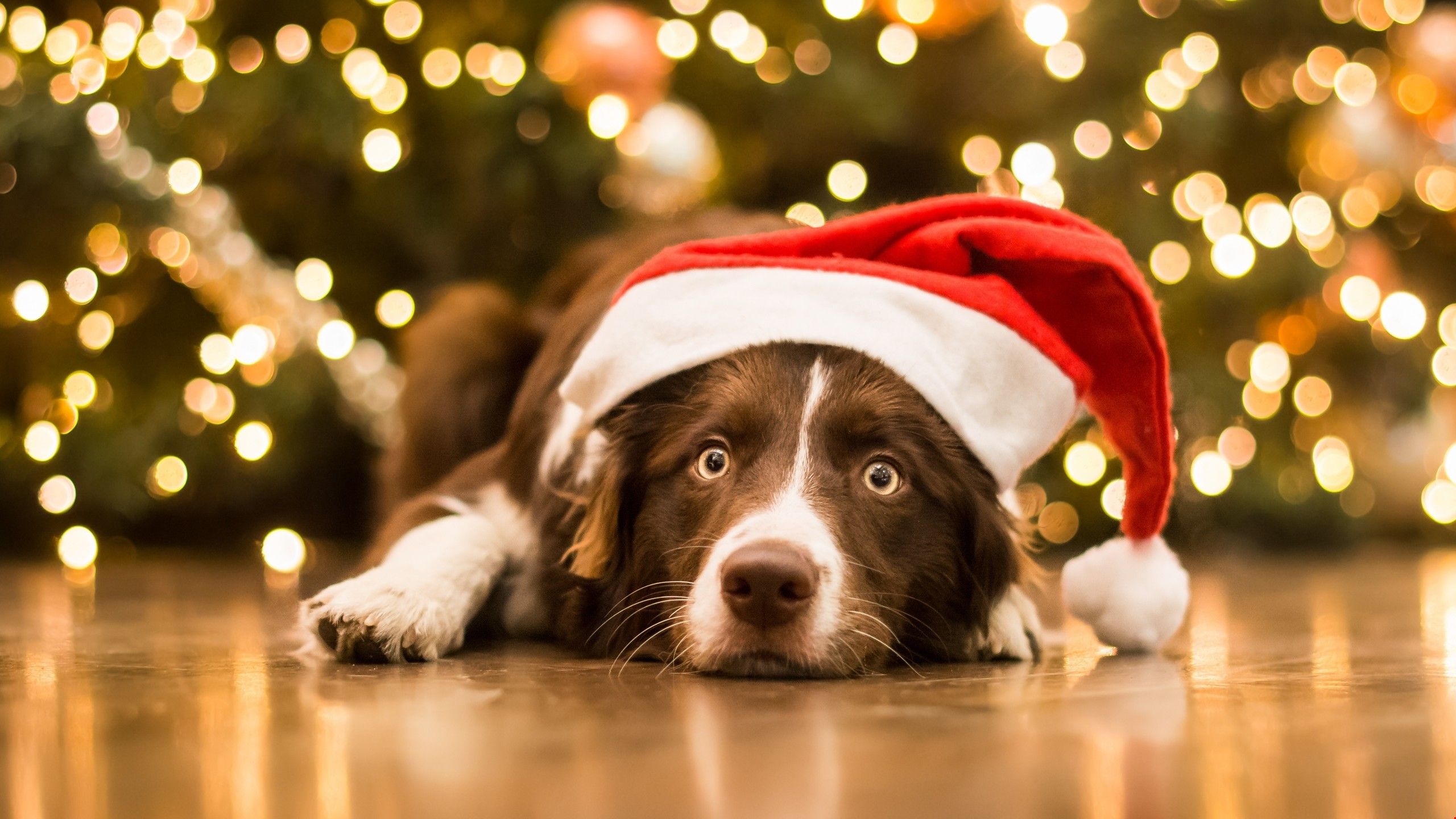 55 Dogs Christmas Wallpapers   Download at WallpaperBro