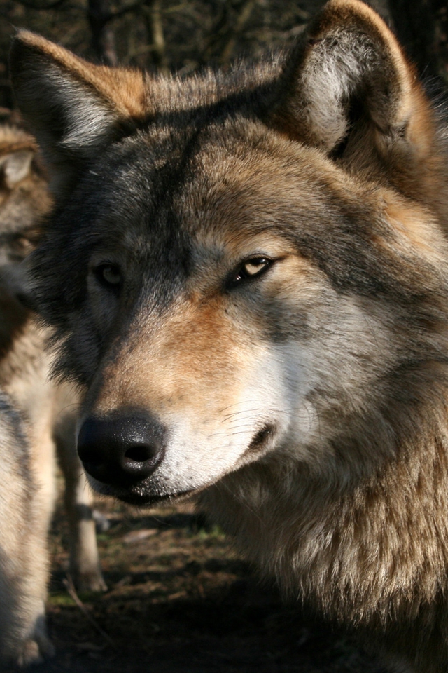 Wallpaper Background Pictures Photos iPhone A Gray Wolf