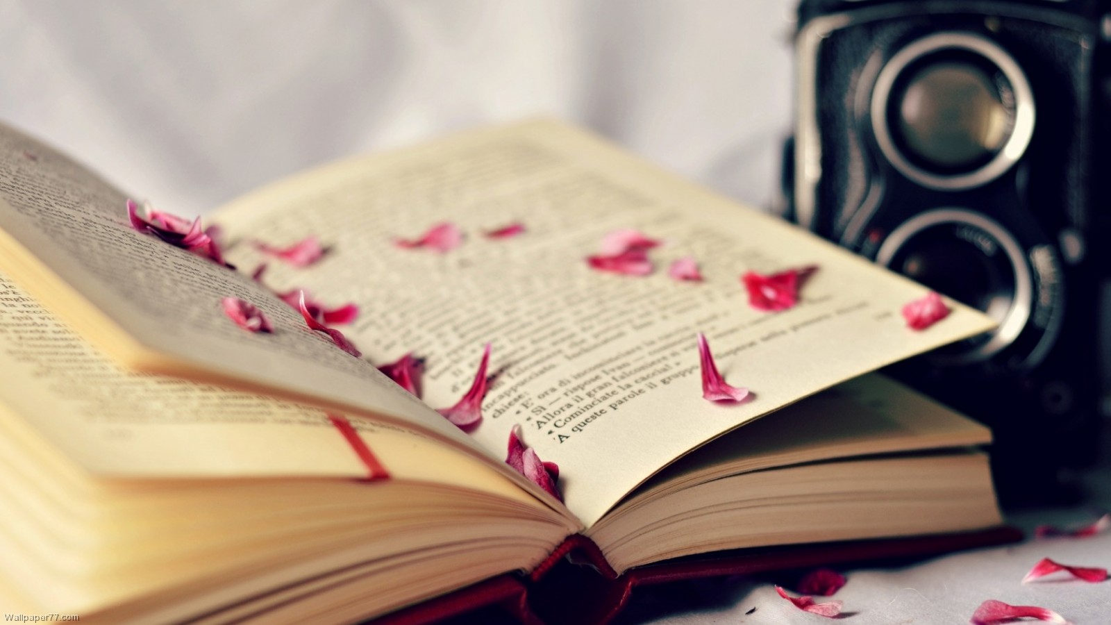 Book Lover Photos, Download The BEST Free Book Lover Stock Photos & HD  Images