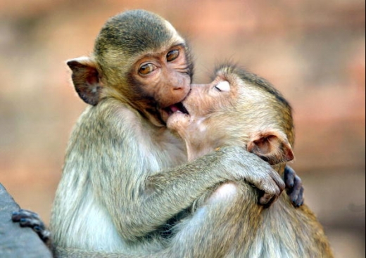 Funny Monkey Kissing New Nice Image And Wallpaper All