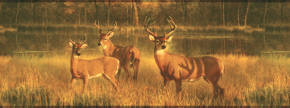 Deer Buck Wallpaper Border Lake Scene Hunting