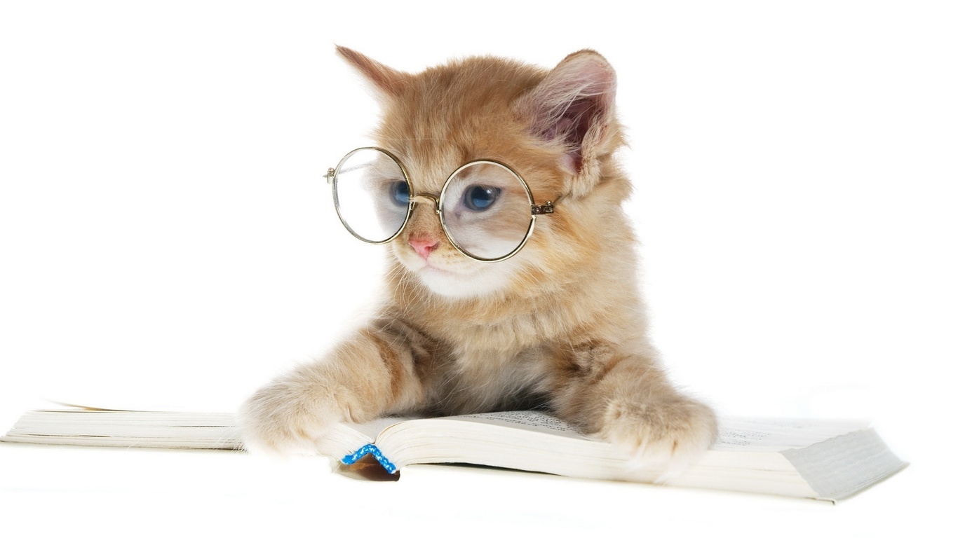 Wallpaper Cat With Glasses Reading A Book Umnyak Pets Photo On