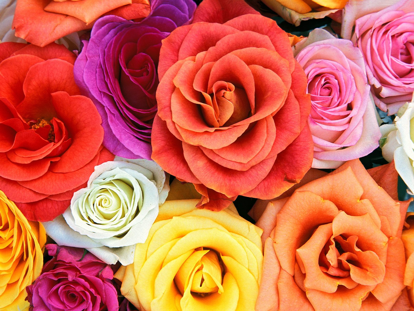Roses Flowers Wallpaper